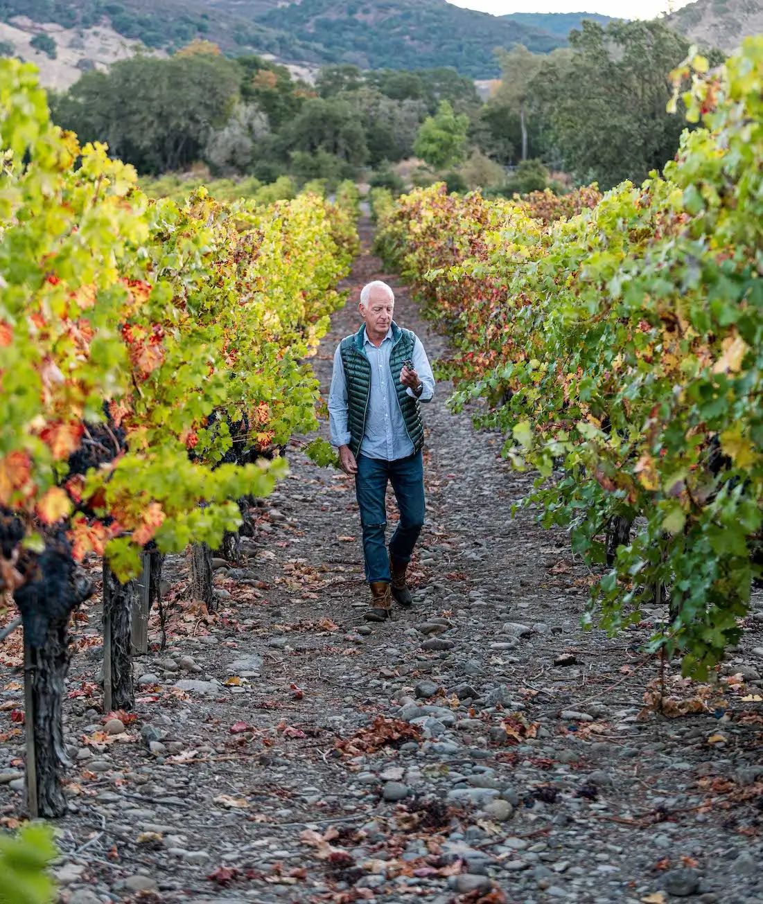 jonathan pey walking between vineyards