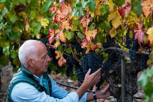 Jonathan pey inspecting grapes